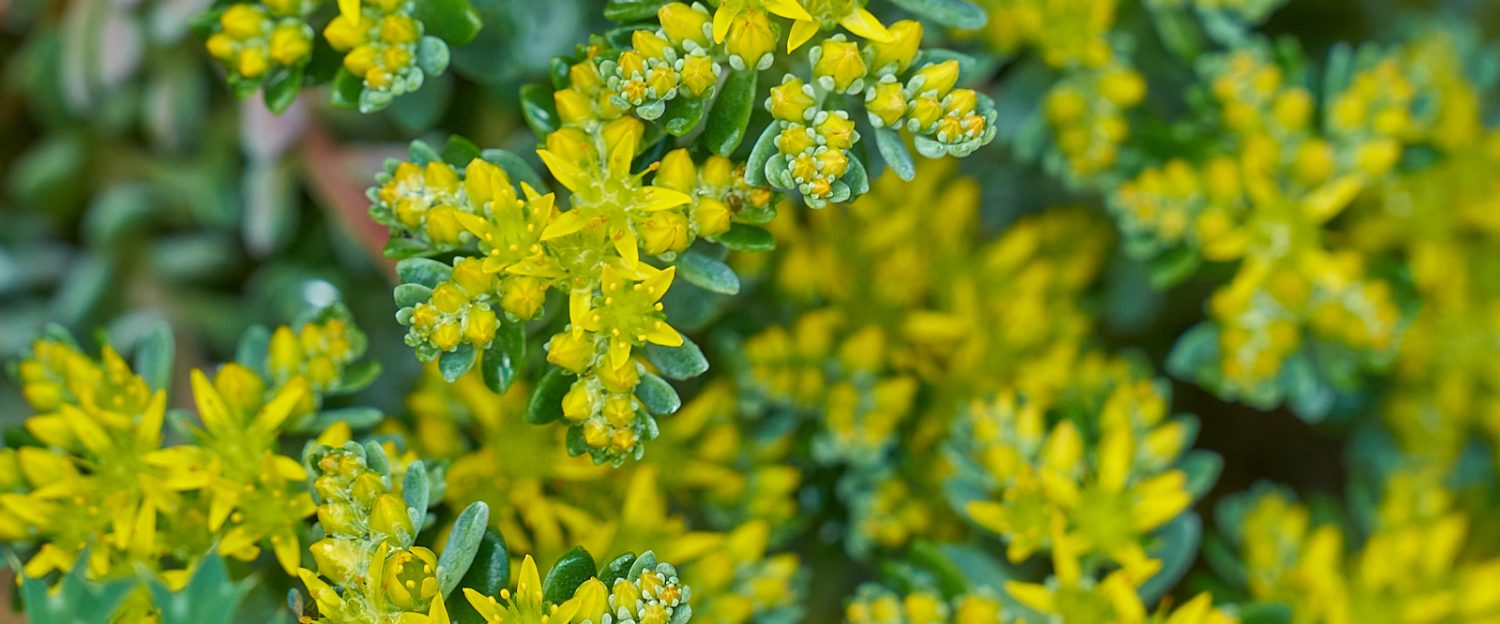 Krebs Stoma Selbsthilfe in Buchholz Nordheide